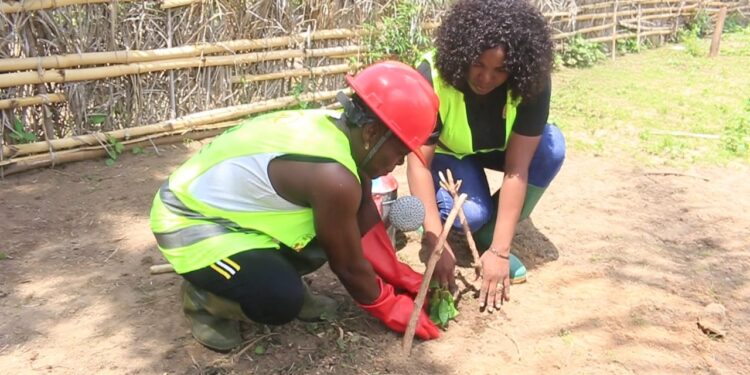 Pour contribuer à leur autonomisation financière, l&rsquo;ONG AVIP-Togo rachète 15 000 plants à 60 femmes rurales de Liligodo