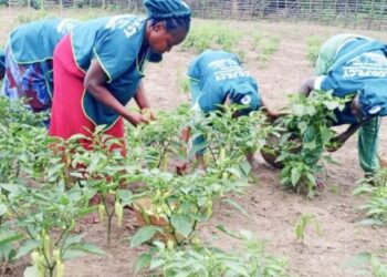 Agroécologie : une organisation féminine togolaise remporte le Prix du public Benoît Maria 2026