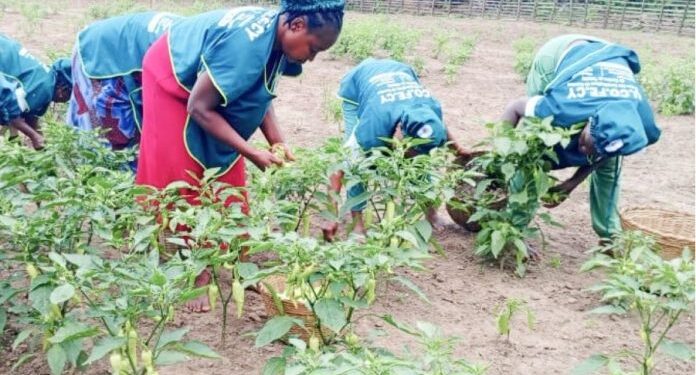 Agroécologie : une organisation féminine togolaise remporte le Prix du public Benoît Maria 2026